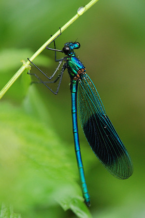 Calopteryx splendens