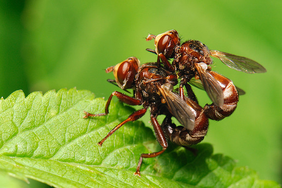 Sicus ferrugineus