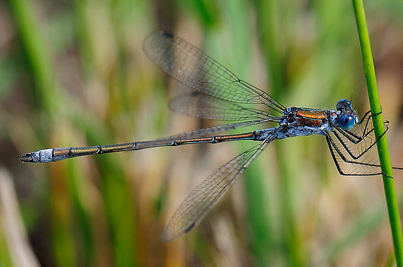 Lestes sponsa?