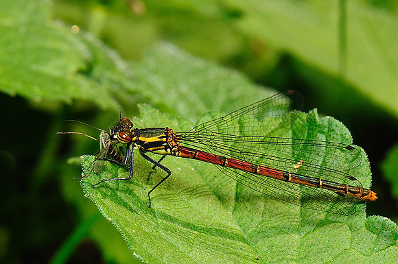 Pyrrhosoma nymphula