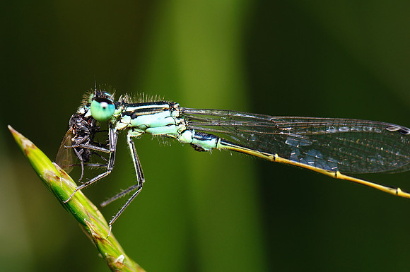 Ischnura elegans