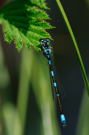 Coenagrion pulchellum?