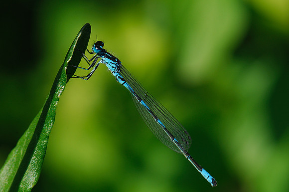 Coenagrion pulchellum?