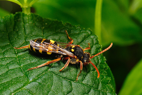 Nomada sp.