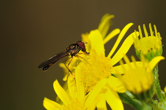 Baccha elongata?