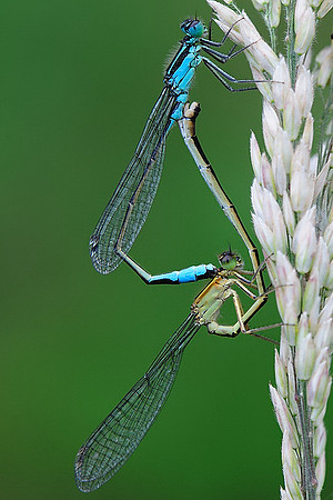 Ischnura elegans (f. infuscans obsoleta)