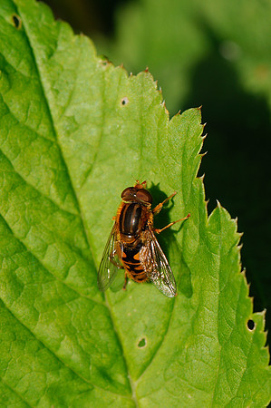 Parhelophilus versicolor
