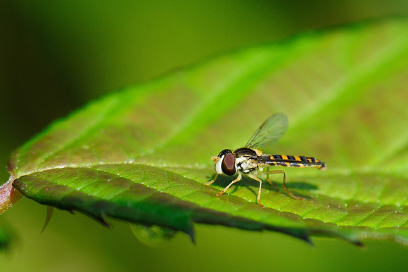 Sphaerophoria scripta?