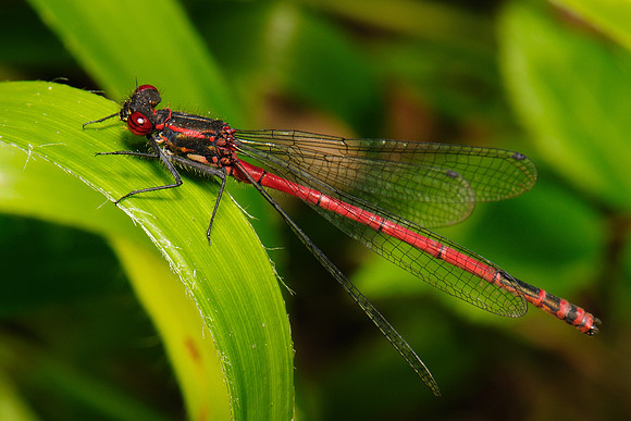 Pyrrhosoma nymphula