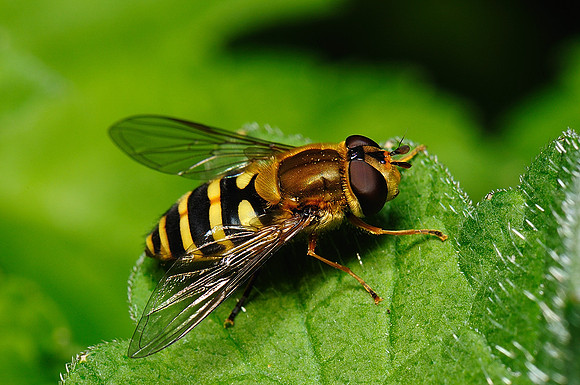 Syrphus sp.