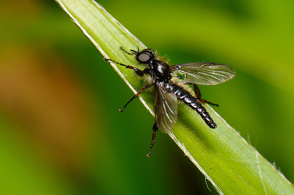 Bibio lanigerus