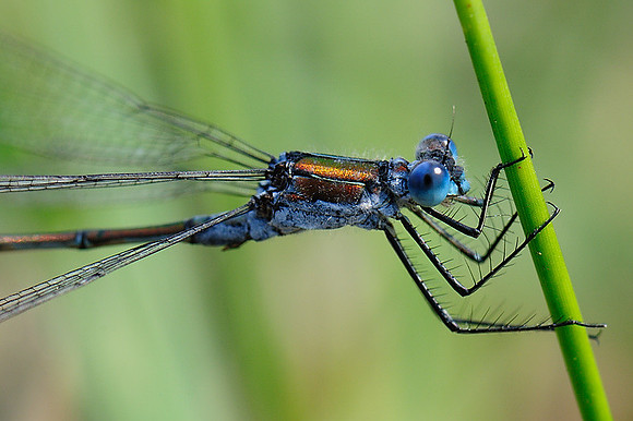 Lestes sponsa?