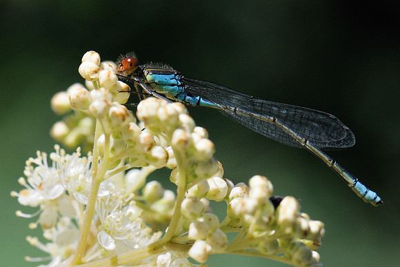 Erythromma viridulum?