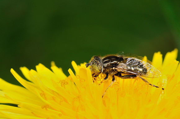 Eristalinus sepulchralis