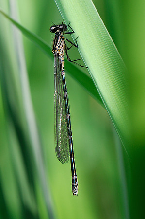Coenagrion pulchellum?