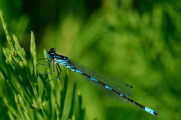 Coenagrion pulchellum?