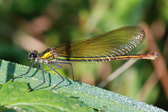 Calopteryx splendens?