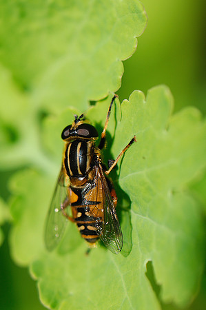 Helophilus pendulus