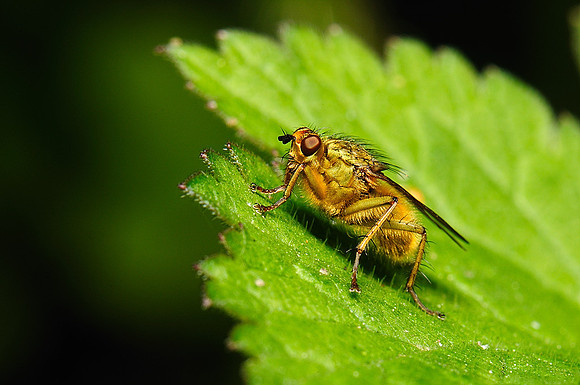 Scathophaga stercoraria