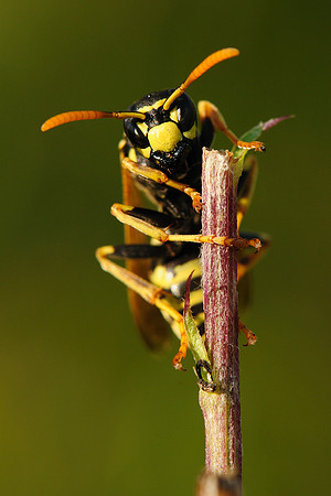 Polistes dominula