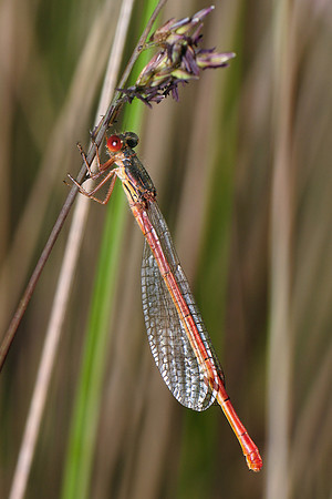 Ceriagrion tenellum