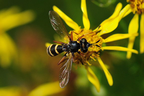 Conops quadrifasciatus