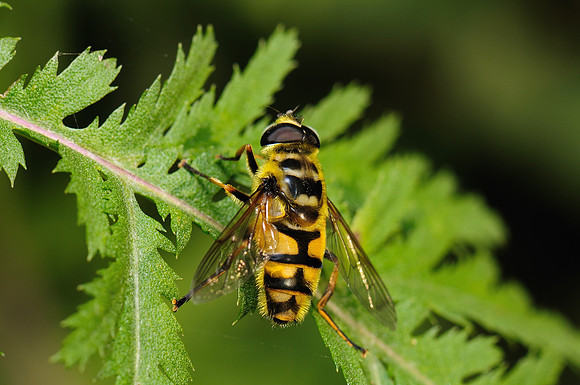 Myathropa florea