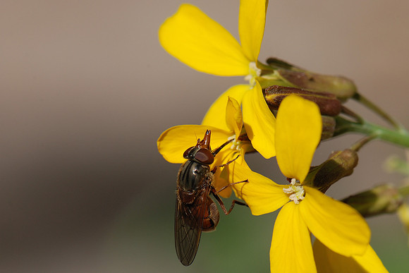 Rhingia campestris