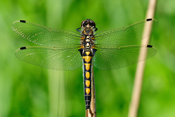Leucorrhinia rubicunda