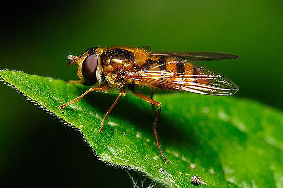 Epistrophe sp.?