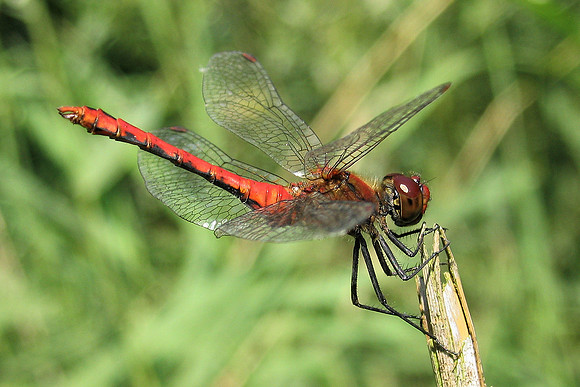 Sympetrum sanguineum