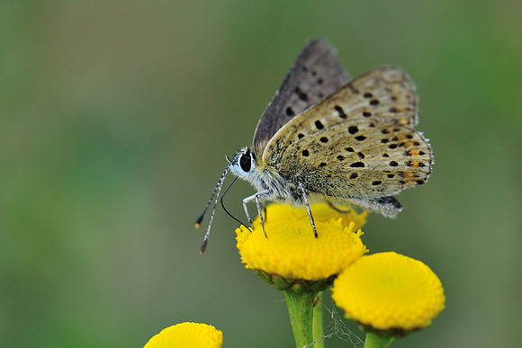 Lycaena tityrus?