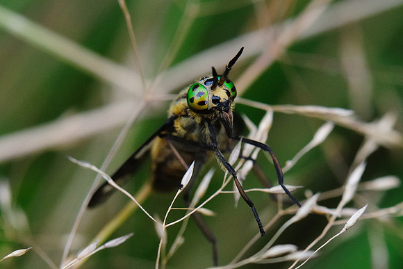 Chrysops relictus