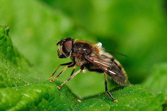 Eristalis sp.