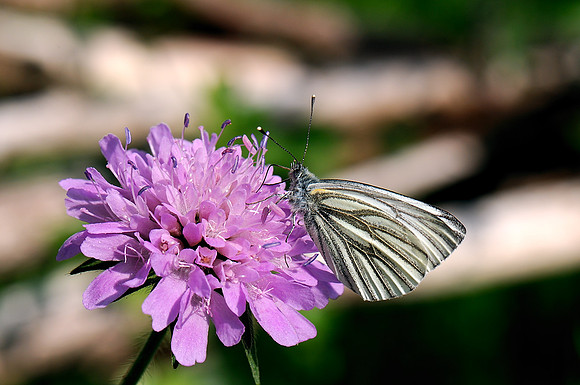 Pieris napi
