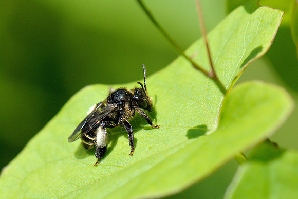 Macropis europaea