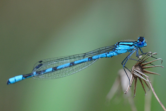 Enallagma cyathigerum