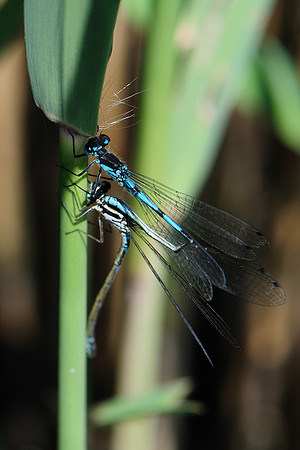 Coenagrion pulchellum