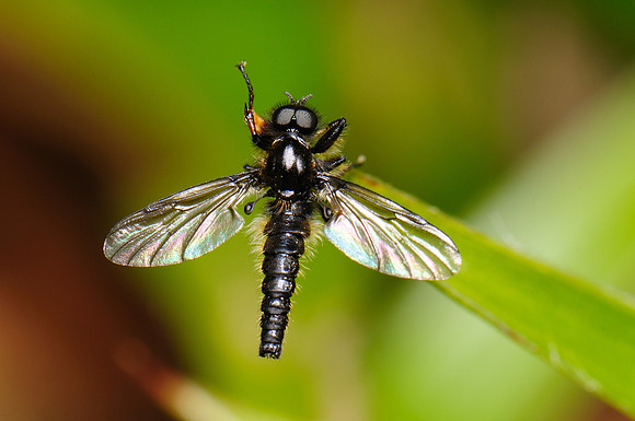 Bibio lanigerus