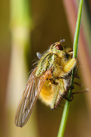 Scathophaga stercoraria
