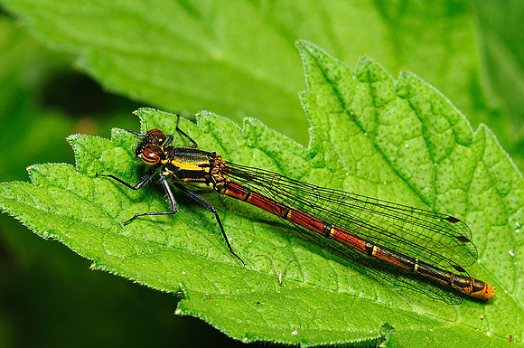 Pyrrhosoma nymphula