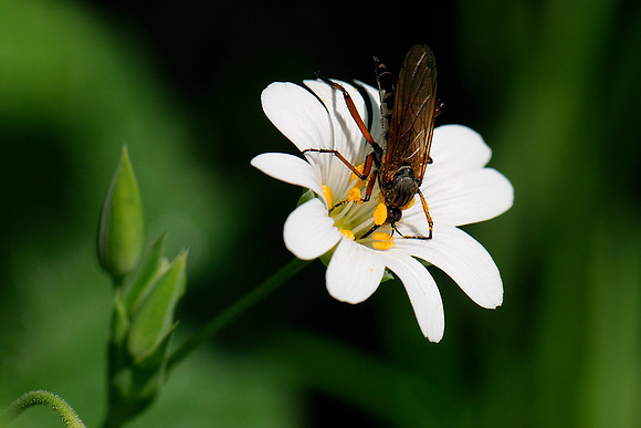 Empis opaca