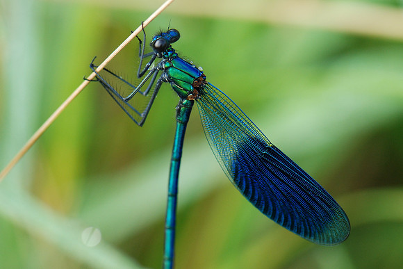 Calopteryx splendens