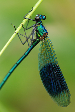 Calopteryx splendens
