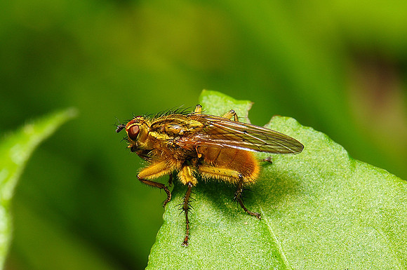 Scathophaga stercoraria