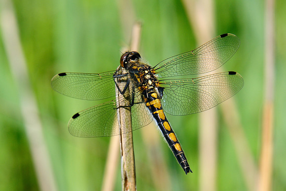 Leucorrhinia rubicunda