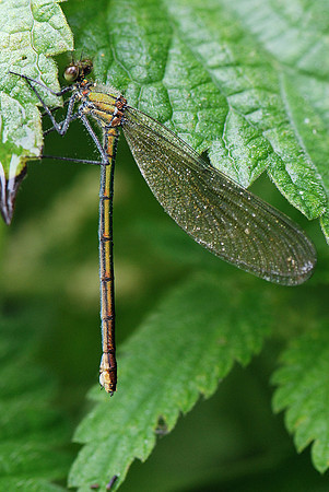 Calopteryx splendens?