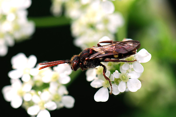 Nomada sp.