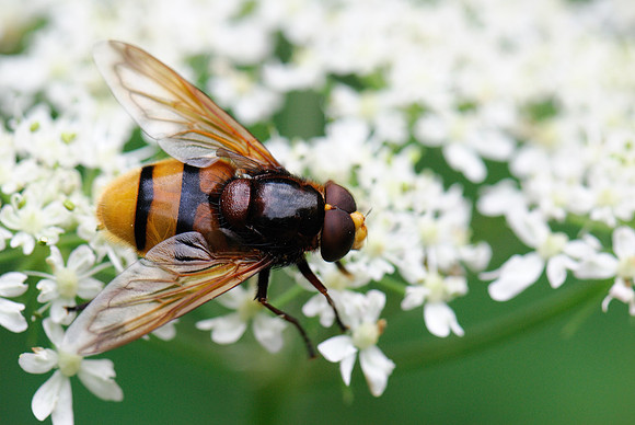 Volucella zonaria
