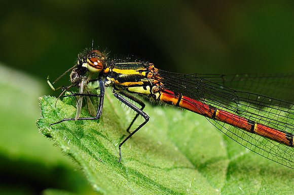 Pyrrhosoma nymphula